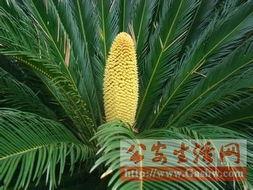 重庆铁树开花爆料视频大全,视频大全揭秘罕见自然现象 第2张 重庆铁树开花爆料视频大全,视频大全揭秘罕见自然现象 第2张